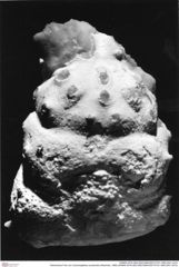 Historisches Foto von Cracensigillatus acutirostris (Moericke, 1889) (NHMW-AFW-GEO-BACHMAYER-FOTO-1990-0041-3473)
